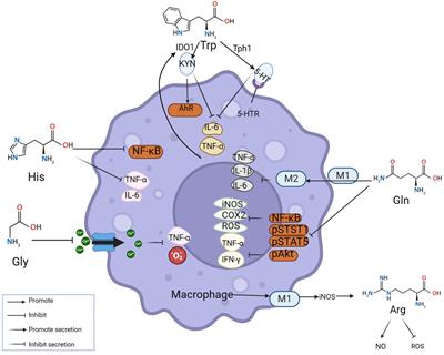 The role of amino acid metabolism in inflammatory bowel disease and other inflammatory diseases